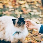 Hypoallergenic Cat Food: A Complete Guide for Pet Parents