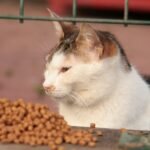 Fresh Cat Food: The Ultimate Guide to Healthier and Happier Cats