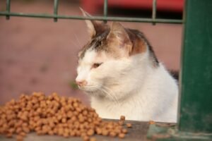 The Best Cat Food for Urinary Health