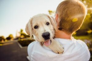 Pet Health Certificate