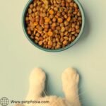 Kidney Care for Cats: A Complete Information