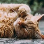 High Fiber Cat Food: Benefits, Best Choices, and Key Considerations