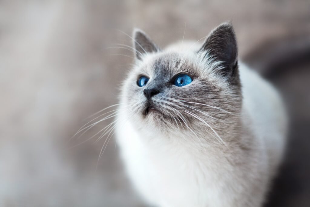 High-Fiber Cat Food: Benefits, Best Choices, and Key Considerations