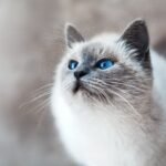 The Complete Guide to Health Certificates for Cats