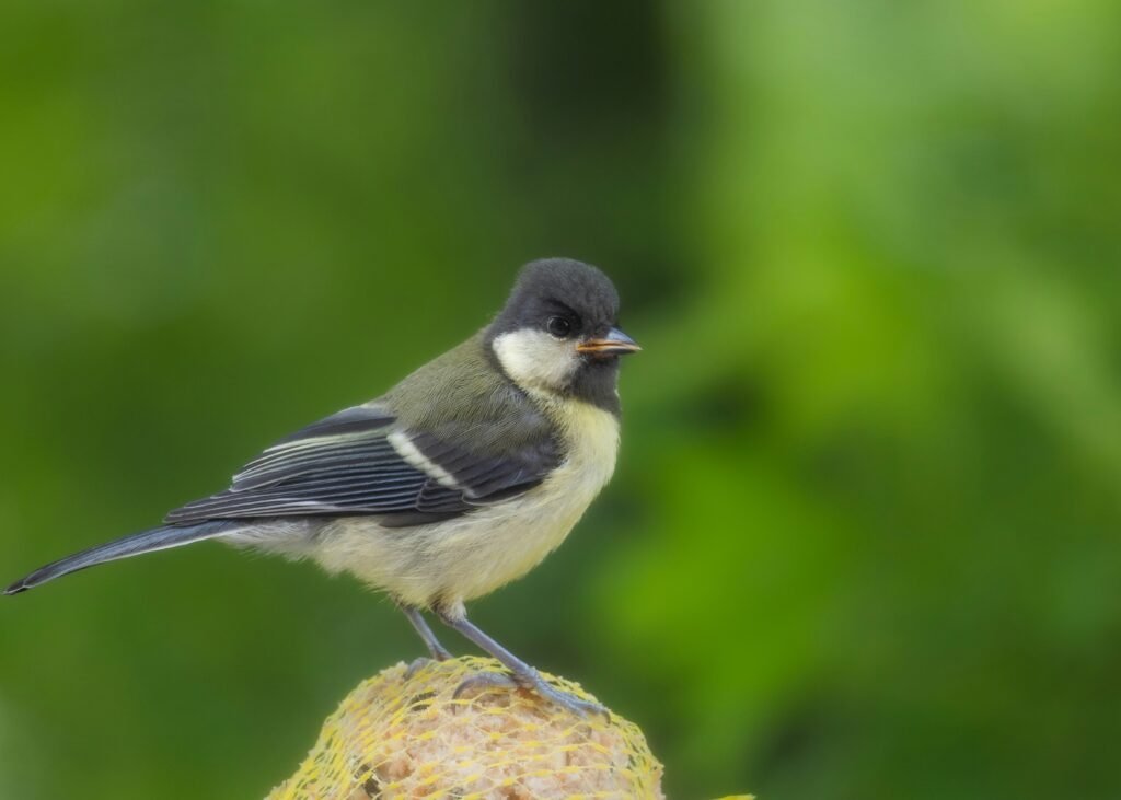 What is the Best Bird Feed for Wild Birds