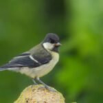 What is the Best Bird Feed for Wild Birds: A Complete Blog