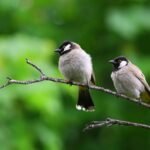 A Complete Details on Birds Care at Home