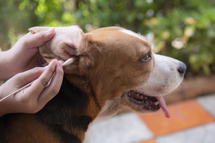 Ear Cleaning for Pets: Best Practices to Prevent Infections