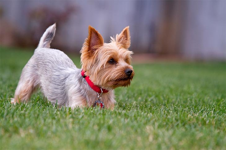 Pets Body Language