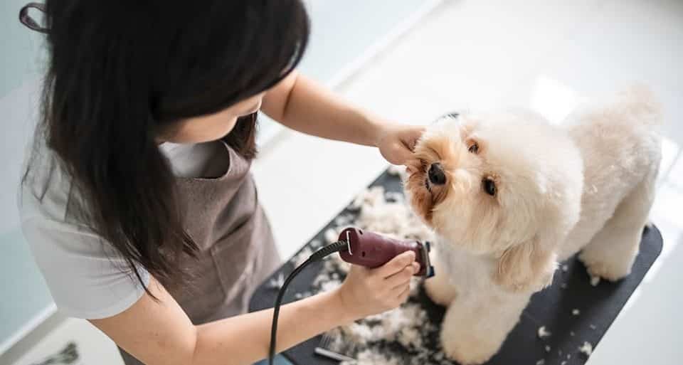 Grooming Your Pet at Home