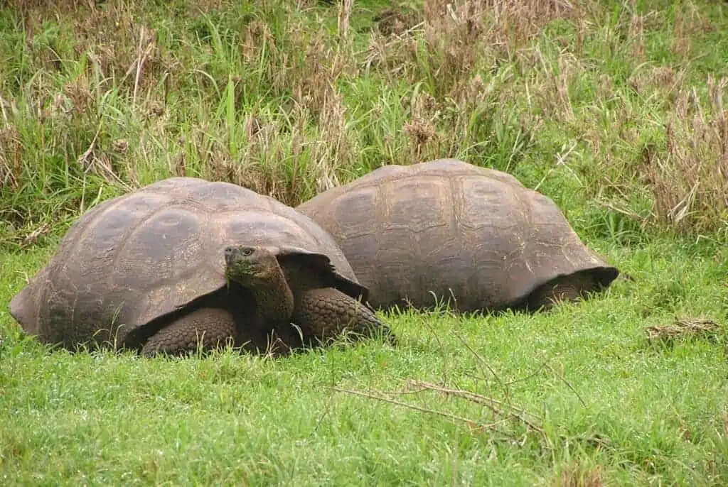 Galapagos Tortoises Live in the Wild