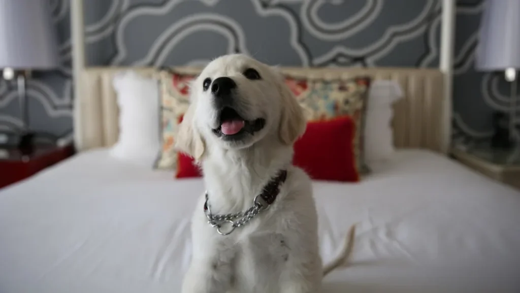 Pet Friendly Hotels Near Me