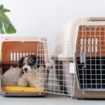 Pet Carrier Guide: Choose the Best One