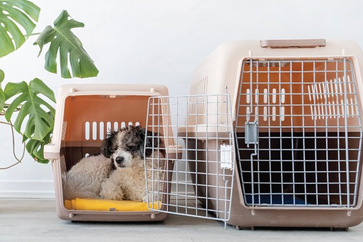 Pet Carrier Guide