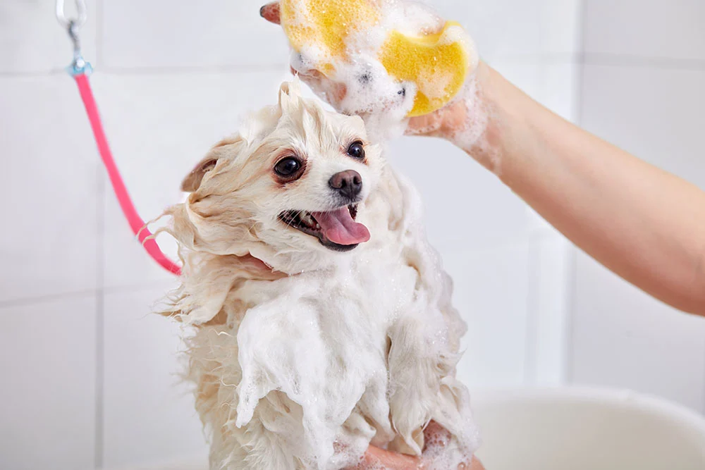 Take Care of a Dog Properly