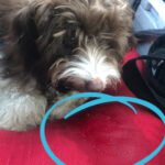 Can Dogs Get Car Sick? Signs & Prevention