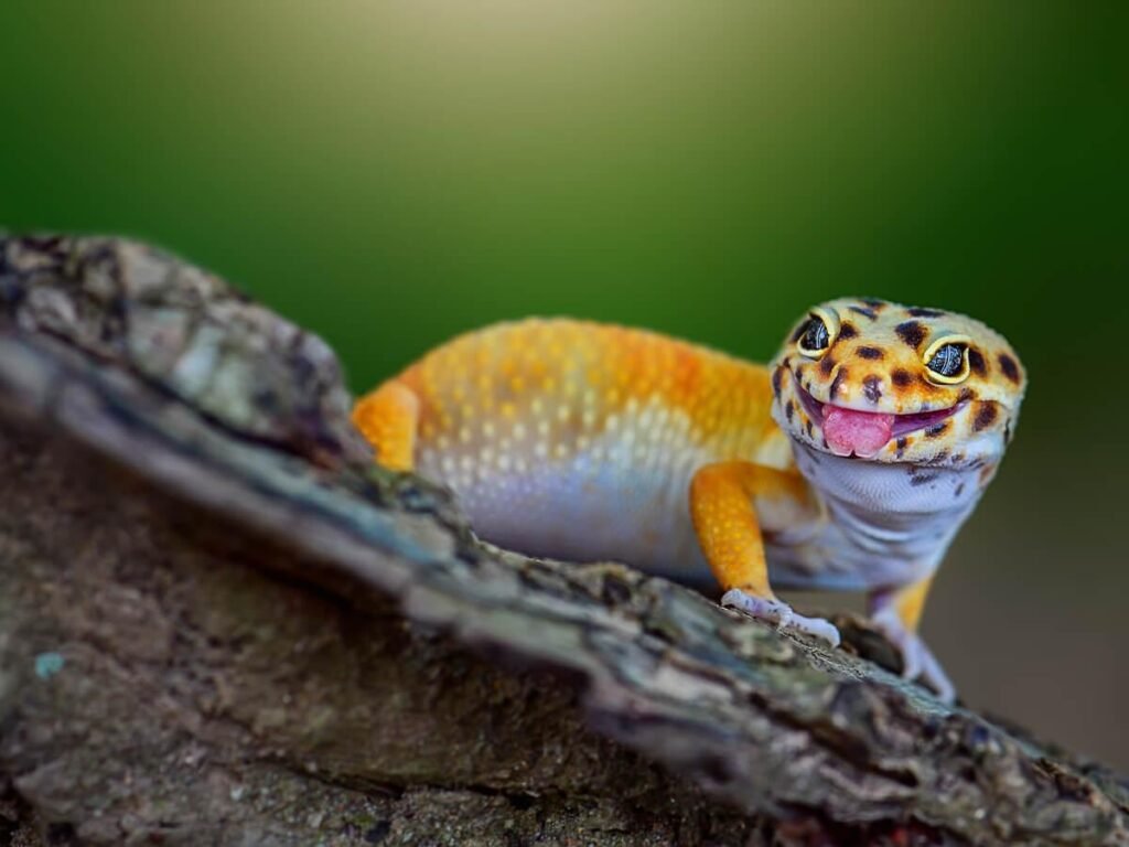 Do Afghan Leopard Geckos Like Water
