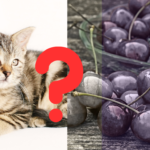 Can Cats Eat Cherries? Toxic or Safe?