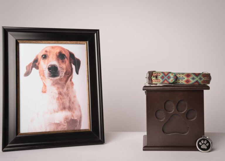 Pet Cremation Near Me