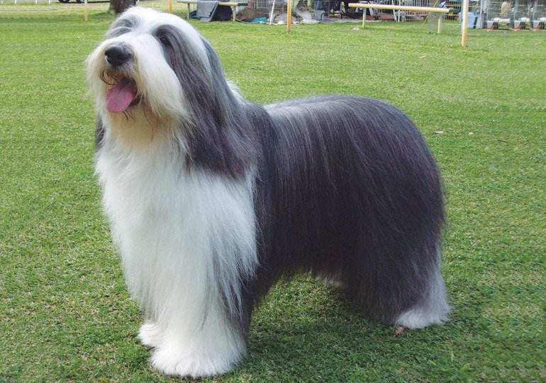 How Long Is a Bearded Collie
