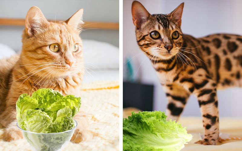Can Cats Eat Lettuce