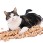 Can Cats Eat Peanuts? Safe or Risky?