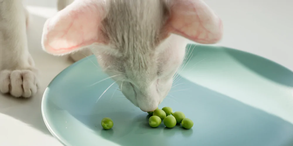 Can Cats Eat Peas