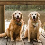 Common Health Issues in Golden Retrievers