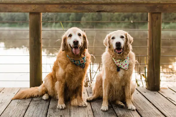 Health Issues in Golden Retrievers