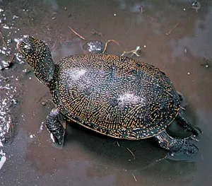 Are Turtles Reptiles
