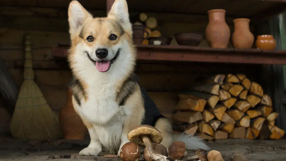 Can Dogs Eat Mushrooms