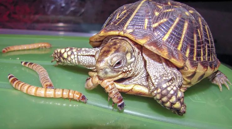 What Do Tortoises Eat?