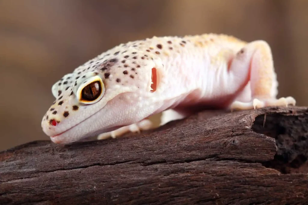 How Much Do Leopard Gecko Essentials Cost