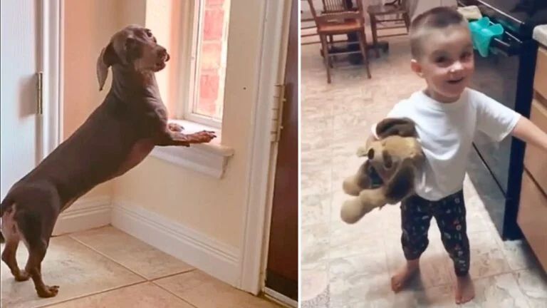 Can I Pet That Dog