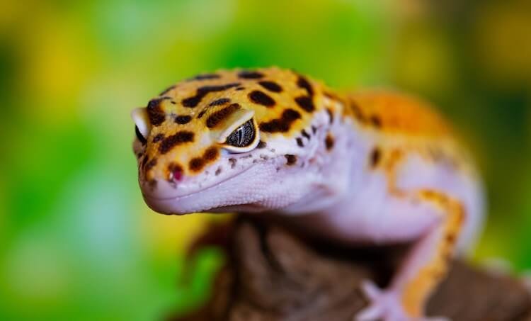 Afghan Leopard Gecko Need Misting