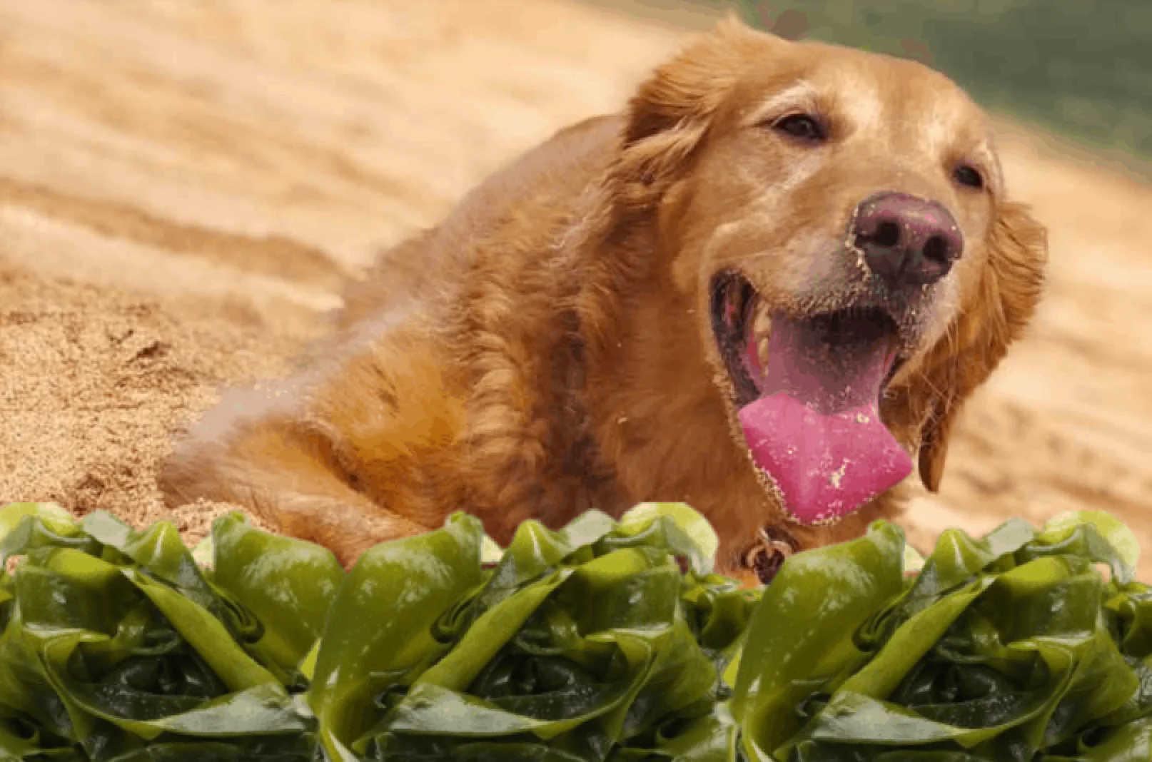 Can Dogs Eat Seaweed