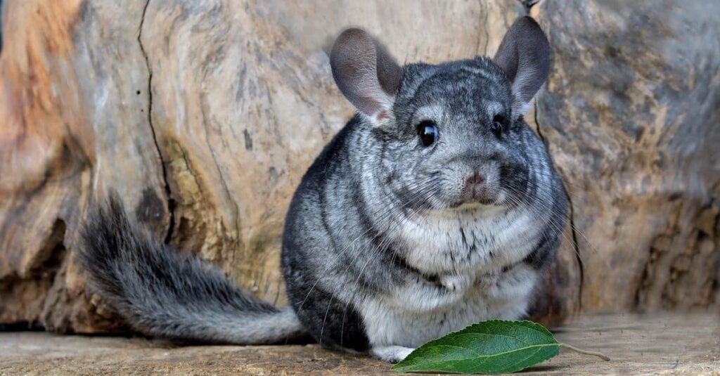 Are Chinchillas Good Pets