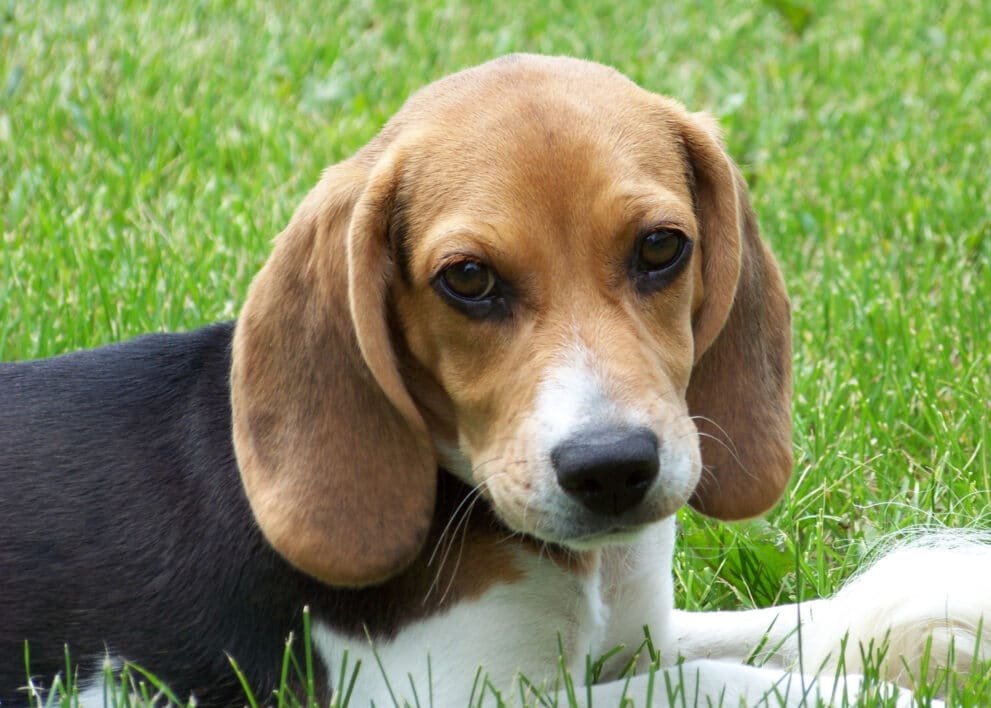 why beagles are the worst dogs