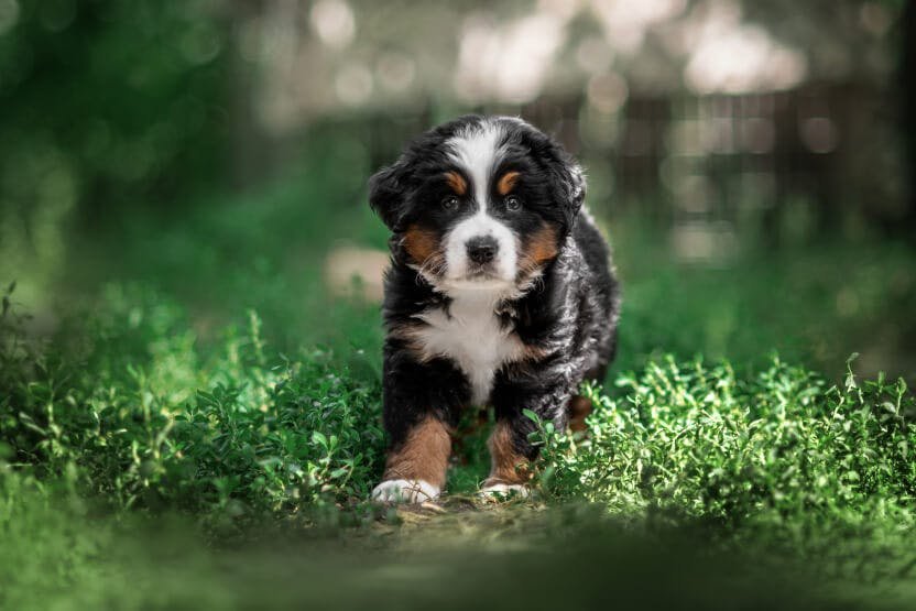 Care for Bernese Mountain Dogs & Puppies