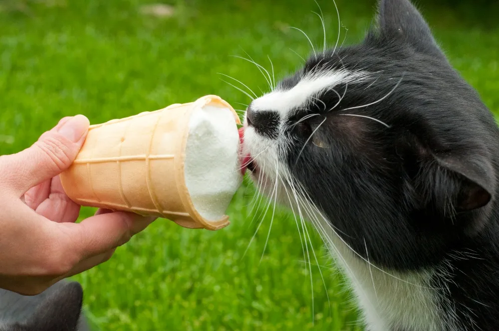 Can Cats Eat Ice Cream