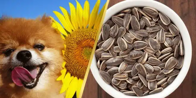 Can Dogs Eat Sunflower Seeds