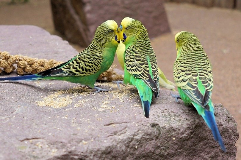 How Long Do Parakeets Live