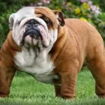 English Bulldog Lifespan: How Long Do They Live?