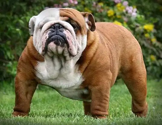 English Bulldog Lifespan