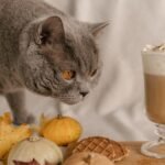 Can Cats Eat Cinnamon? What Experts Say