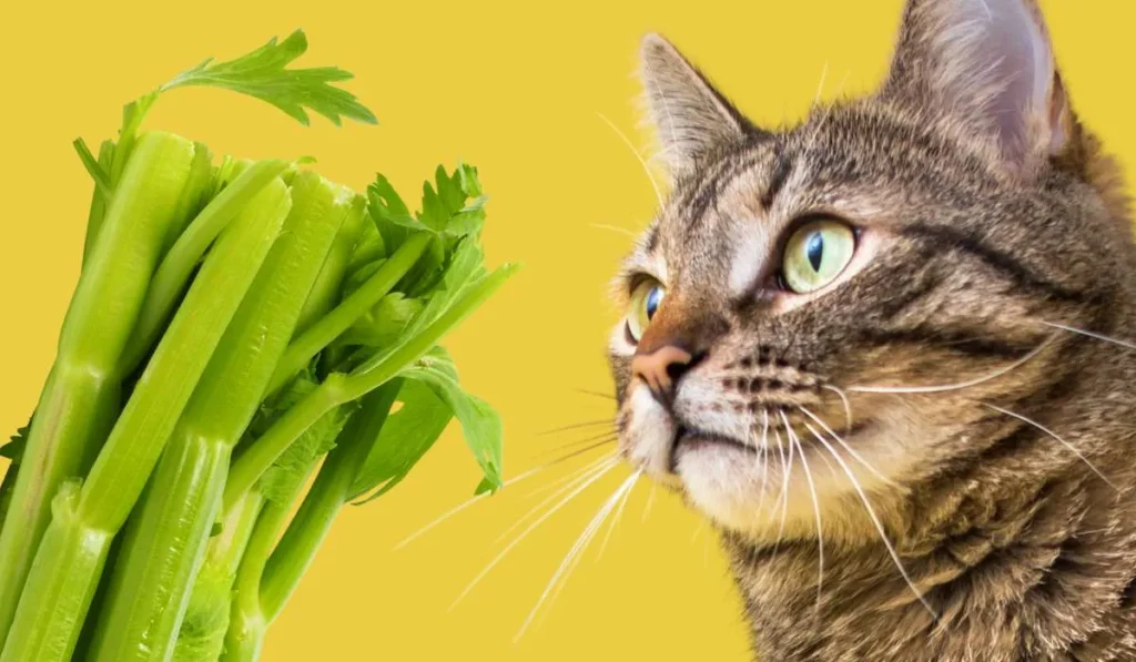 Can Cats Eat Celery