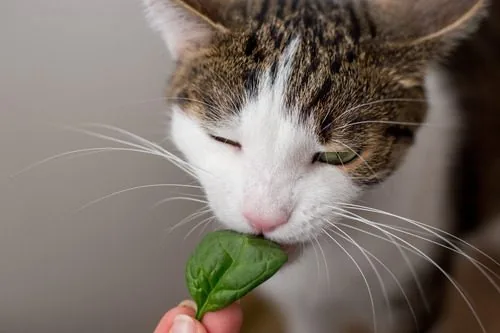 Can Cats Eat Spinach