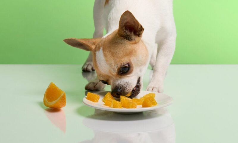 Can Dogs Eat Mandarins