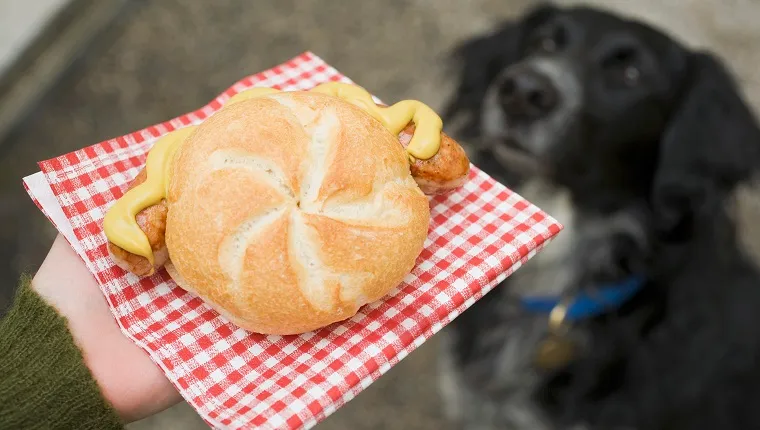 Can Dogs Eat Mustard