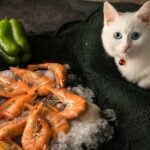 Can Cats Eat Shrimp? Safe or Dangerous?